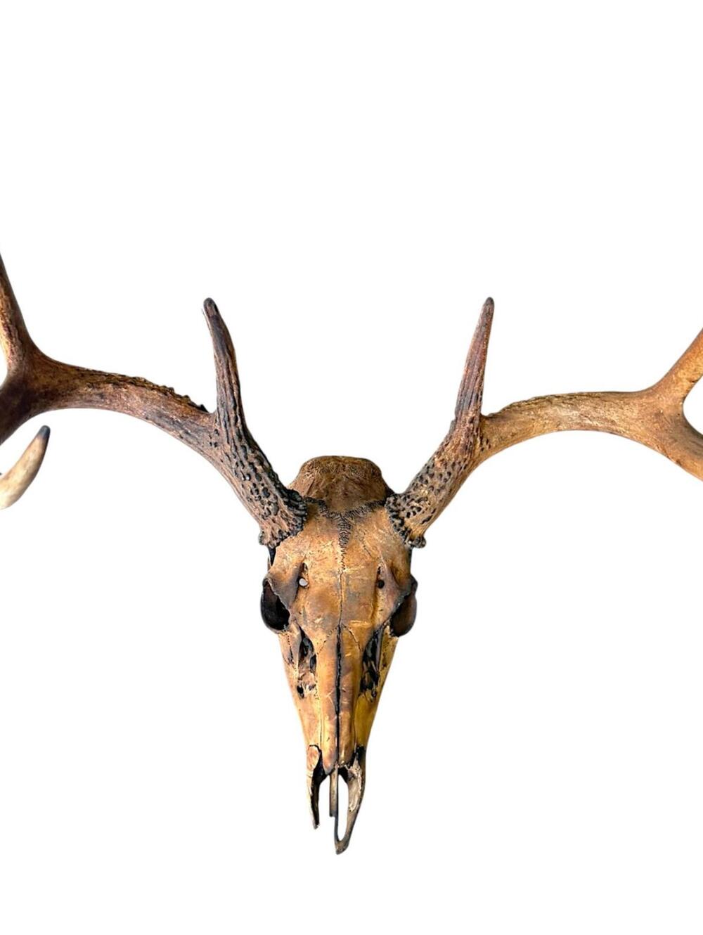Rare Burned Whitetail Deer Antler Skull found on our farm after burning field